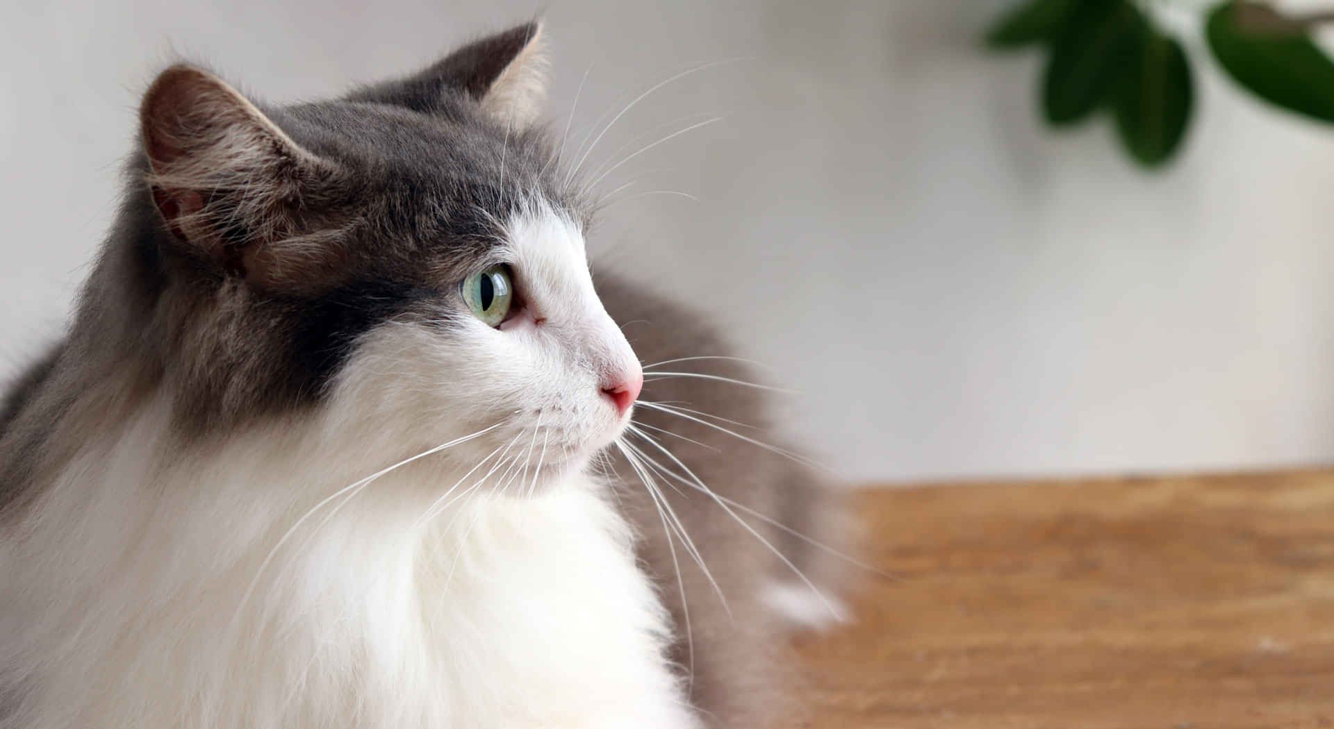 Gramercy Row, Chicago - Chicago, Illinois, United States - Amenities